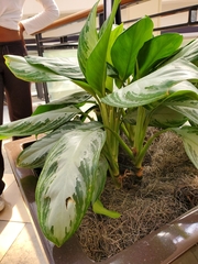 Aglaonema commutatum