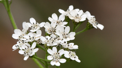 Verbesina microptera