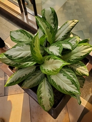 Aglaonema commutatum