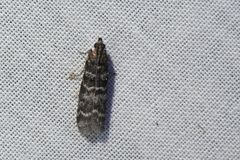 Ortholepis pasadamia