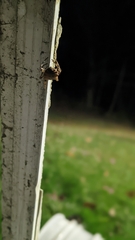 Acanthepeira stellata
