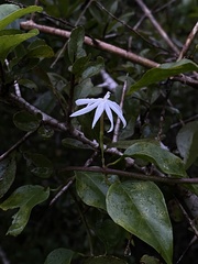 Jasminum adenophyllum