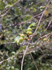 Jasminum adenophyllum