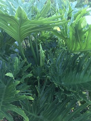 Thaumatophyllum xanadu