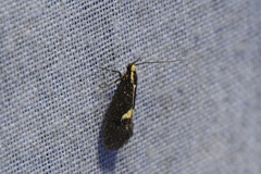 Polix coloradella