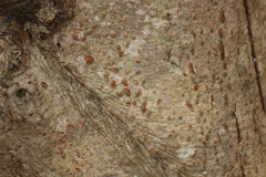 Cryptococcus fagisuga