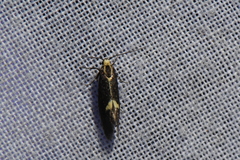 Polix coloradella