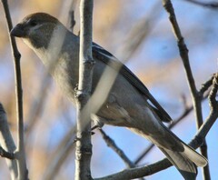 Pinicola enucleator