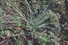 Dasylirion berlandieri