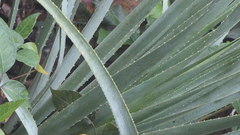 Dasylirion berlandieri