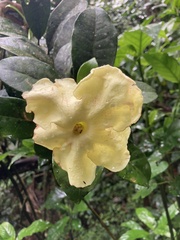 Brunfelsia
