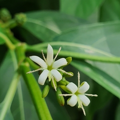 Morinda elliptica