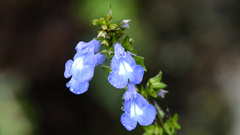Salvia prunelloides