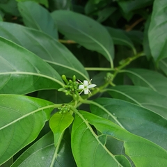 Morinda elliptica