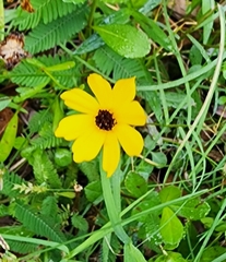 Coreopsis floridana