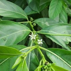 Morinda elliptica