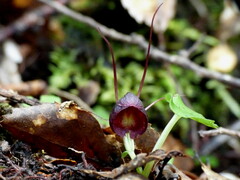 Corybas obscurus