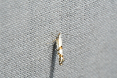 Argyresthia oreasella