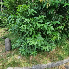Morinda elliptica