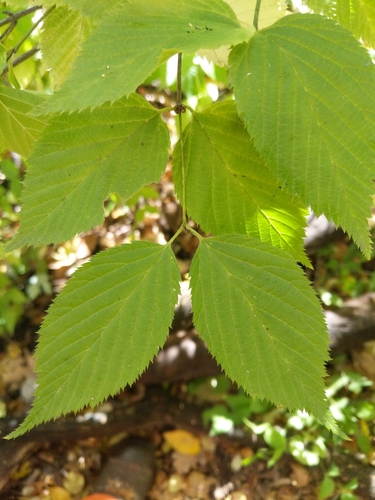 Rhodotypos scandens