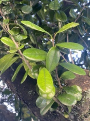 Diospyros ferrea