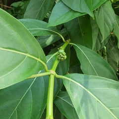 Morinda elliptica