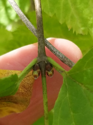 Rhodotypos scandens