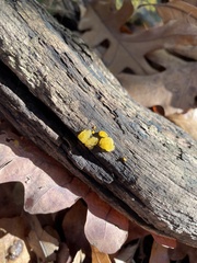 Tremella mesenterica