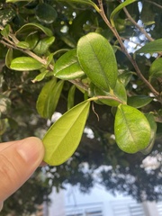 Diospyros ferrea
