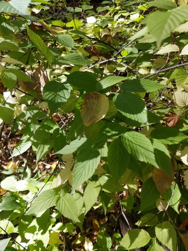 Rhodotypos scandens