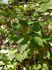 Rhodotypos