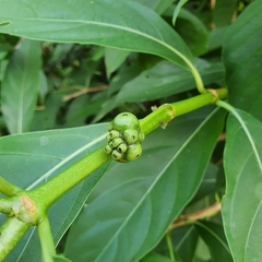 Morinda elliptica