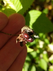 Rhodotypos