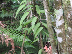 Bomarea acutifolia