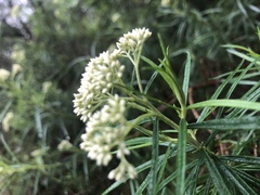 Cassinia longifolia