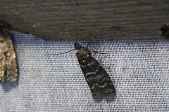 Ortholepis pasadamia