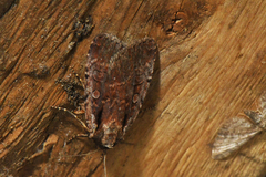 Eueretagrotis attentus