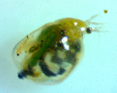 Simocephalus