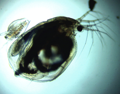 Simocephalus