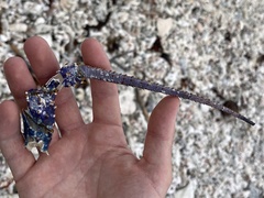 Panulirus penicillatus