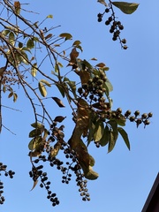 Lagerstroemia speciosa