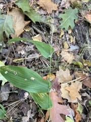 Dichanthelium latifolium