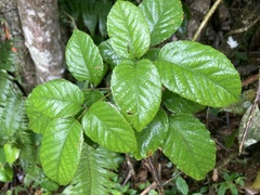 Rubus florulentus