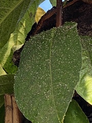 Lagerstroemia speciosa