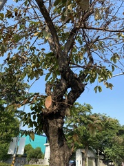 Lagerstroemia speciosa