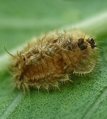 Laccoptera nepalensis