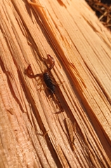 Uroctonus mordax