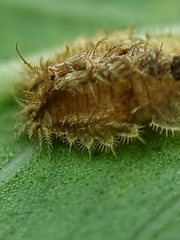 Laccoptera nepalensis