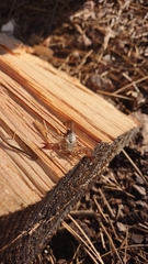 Uroctonus mordax