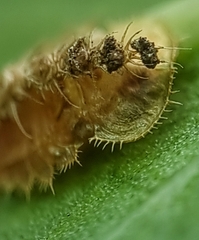 Laccoptera nepalensis